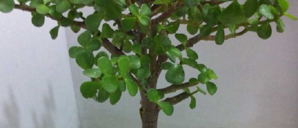 &iquest;D&oacute;nde debo colocar la planta de la moneda para atraer dinero?