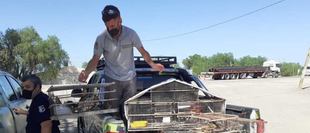 Mendoza liberó en San Luis aves rescatadas del tráfico ilegal