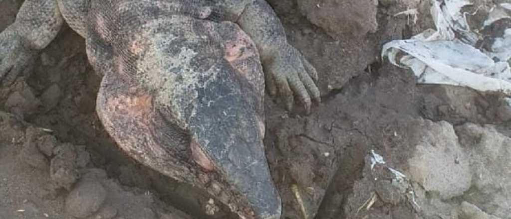 Pánico en el Valle de Uco por la aparición de un lagarto gigante