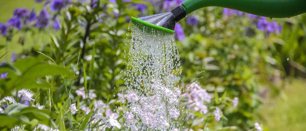 Cuidá a tus plantas del calor: secretos para un jardín radiante