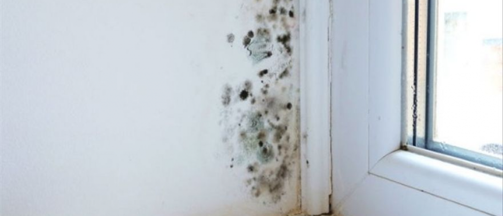 Consejos infalibles para tratar con las manchas de moho de tu casa