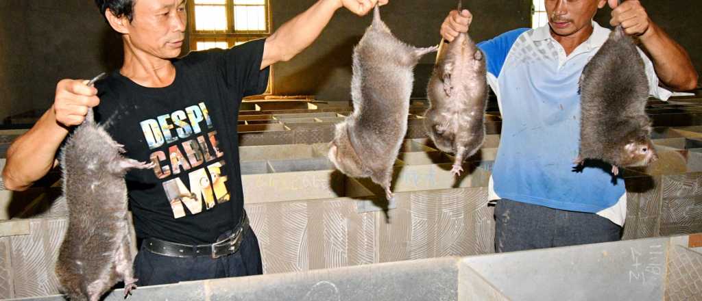 Las ratas "nutritivas" que se venden como plato gourmet en China 