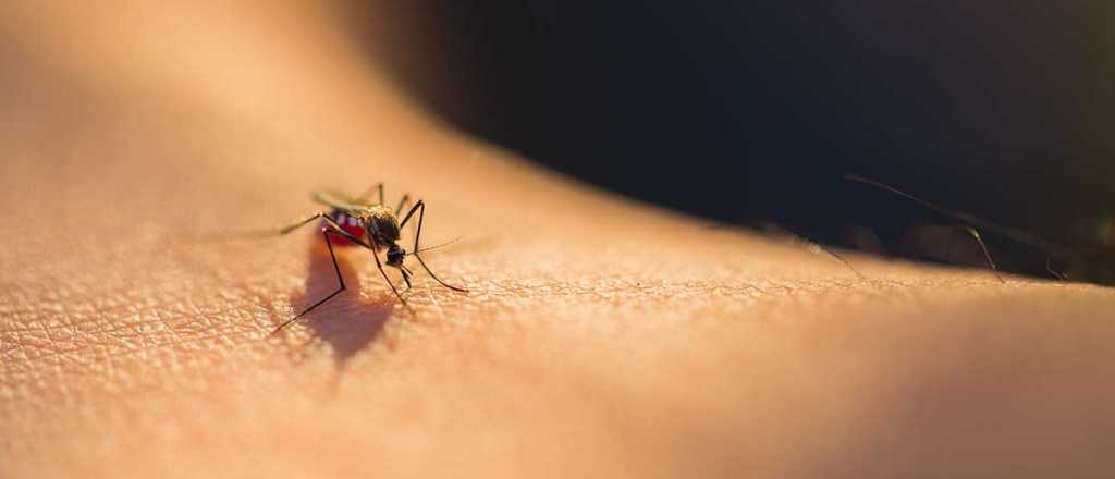 Preocupación en Panamá: se registraron 12 mil casos de dengue
