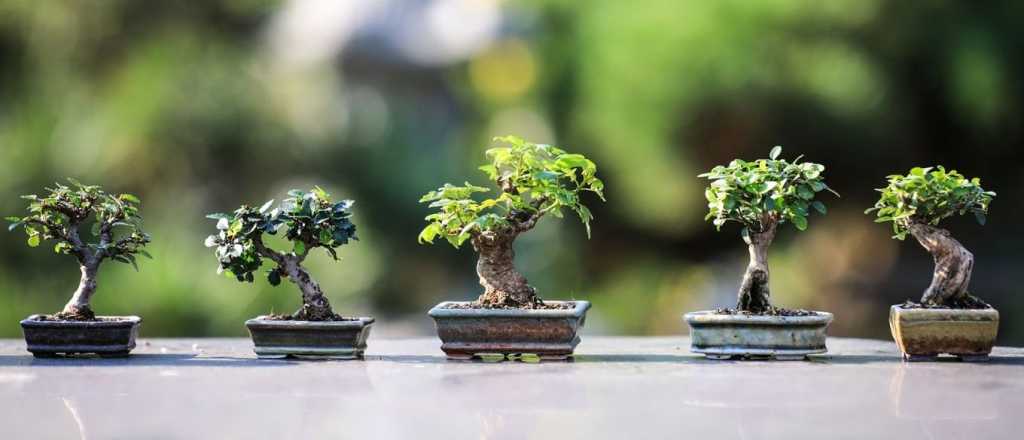 Dónde ubicar el bonsái para atraer dinero según el Feng Shui