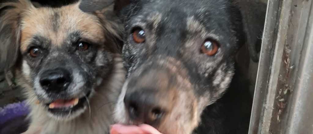 Rescataron a tres perros en lamentable estado de abandono en Guaymallén