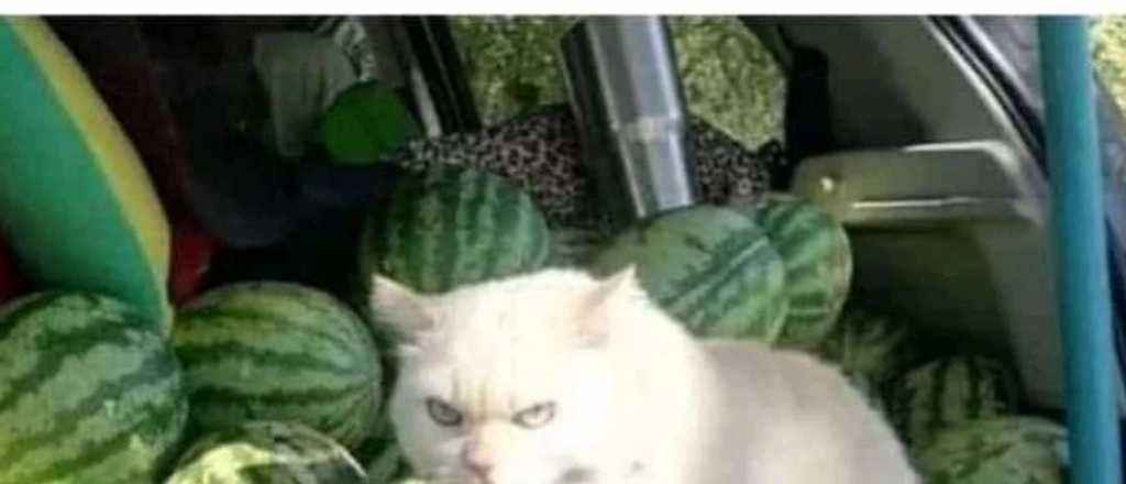 Los memes que dej&oacute; la s&uacute;bita devaluaci&oacute;n de las criptomonedas