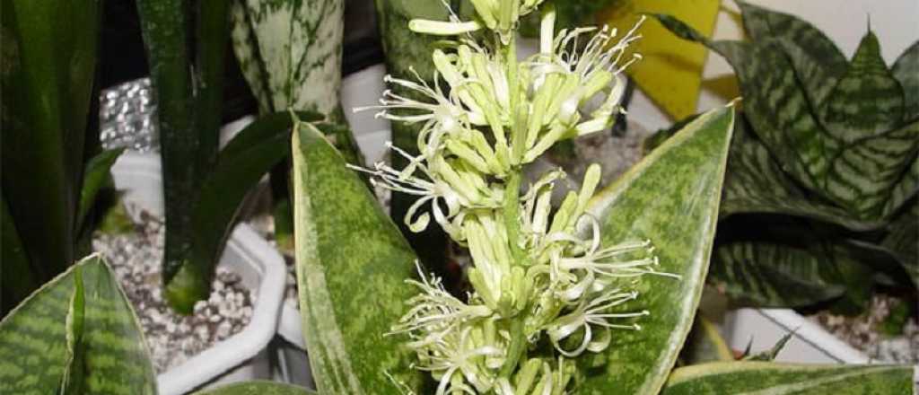 Descubre como hacer florecer a la suculenta sansevieria