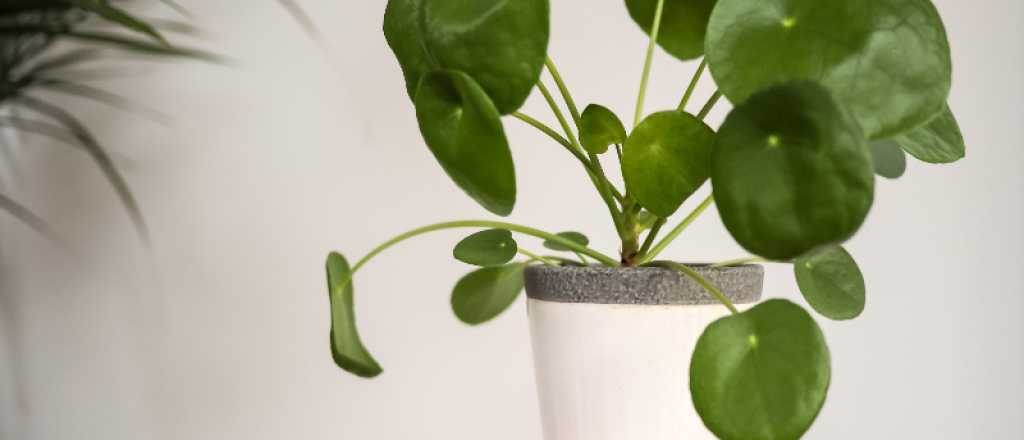 ¿Cuál es la planta que todos deberían tener en sus casas?