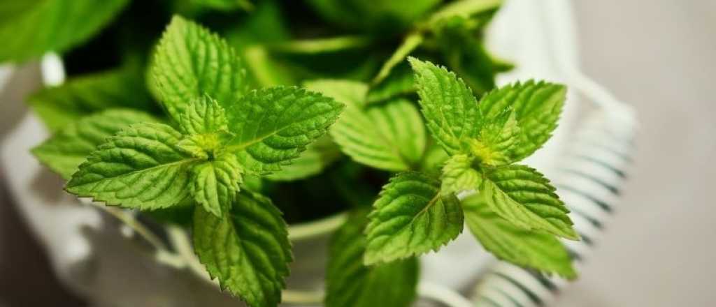 Remedios naturales: 3 plantas medicinales que ayudan a destapar la nariz