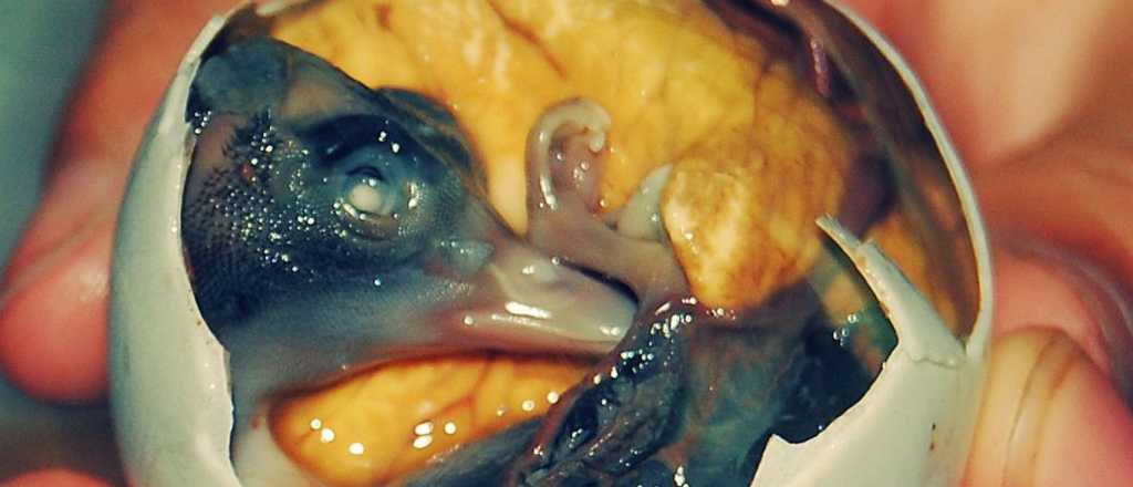 Los platos m&aacute;s ex&oacute;ticos y extra&ntilde;os del mundo