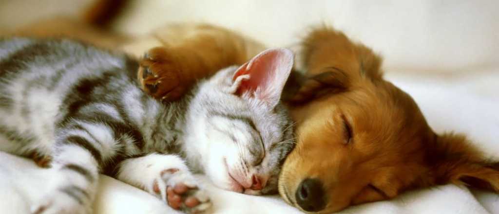 Video: el "masaje del amor" m&aacute;s tierno del mundo