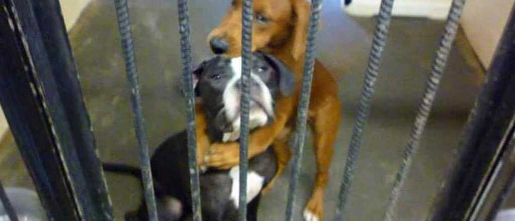 La conmovedora foto de dos perritas les salv&oacute; la vida