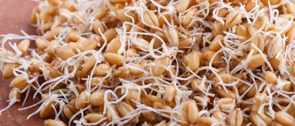 Olvídate de la harina blanca: este es el nuevo trigo saludable