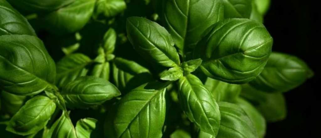 La planta que perfuma toda la casa y ahuyenta insectos