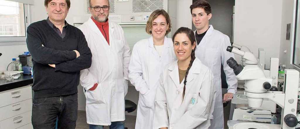 Argentina se encamina a producir animales para trasplantes de &oacute;rganos