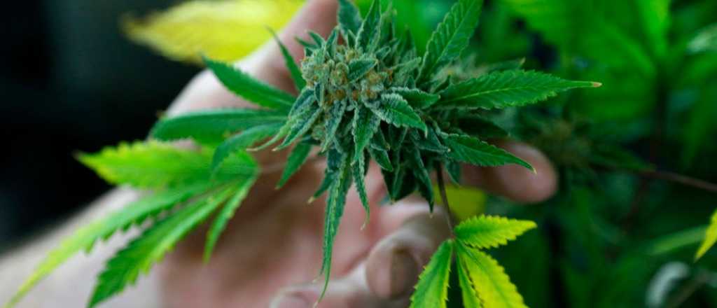 Holanda: el fracaso de legalizar la droga y querer controlar el narcotráfico