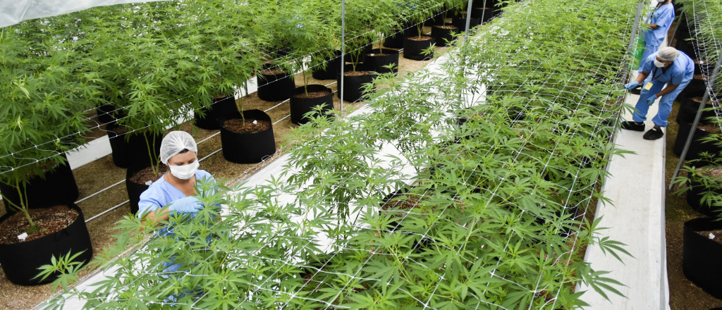 Holanda: el fracaso de legalizar la droga y querer controlar el narcotr&aacute;fico