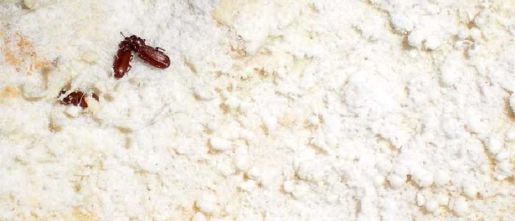 Tips para evitar las plagas en los cereales, harina y arroz