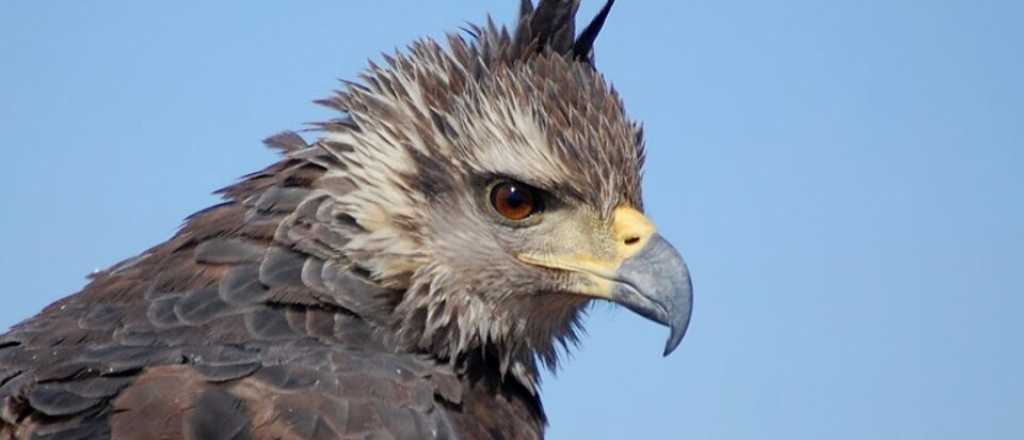 Nació un nuevo pichón de águila coronada en Mendoza