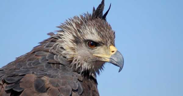 Nació un nuevo pichón de águila coronada en Mendoza - Mendoza Post