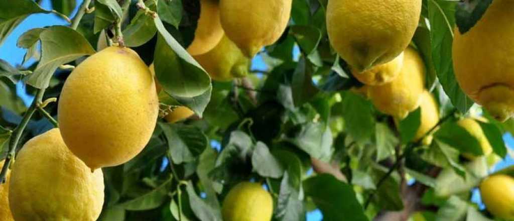 Las causas de hojas amarillas en limoneros y cómo recuperarlos