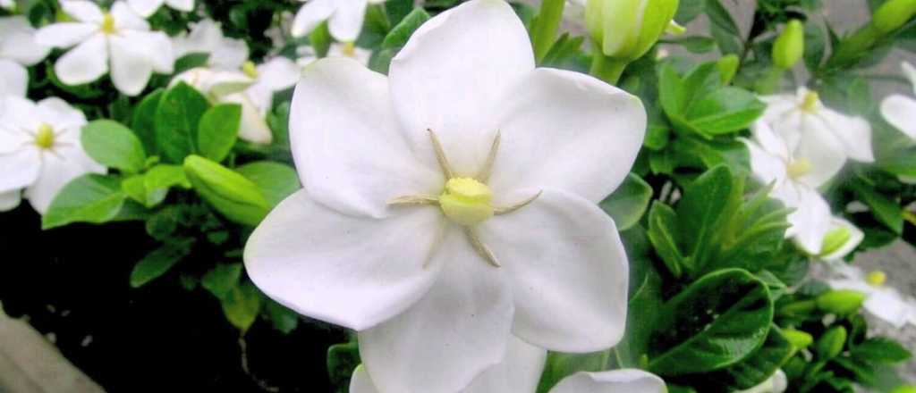 La flor ideal para el verano que perfuma tu jardín