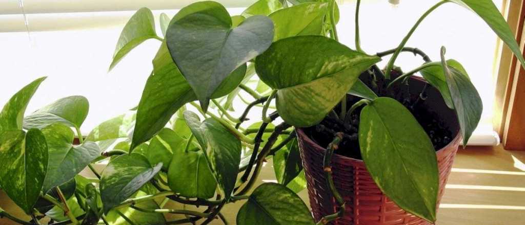 Qué significa tener una planta de potus, según el Feng Shui