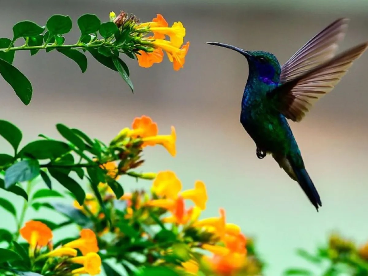 Introducir 42+ imagen que significa la presencia de un colibri