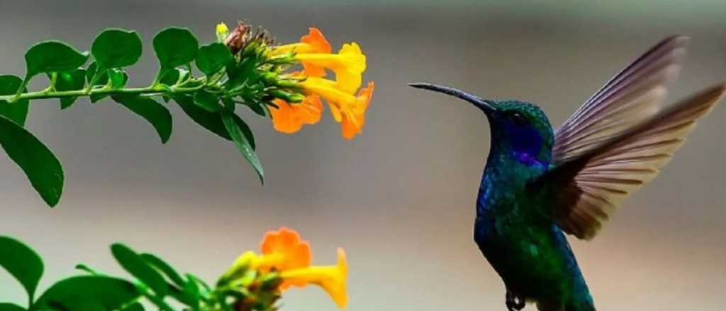 El verdadero significado de encontrar un colibrí en tu casa