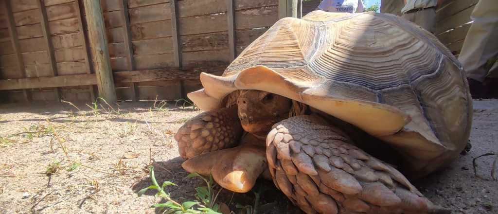 Rescataron una tortuga gigante en San Rafael y la trasladaron a Temaikén
