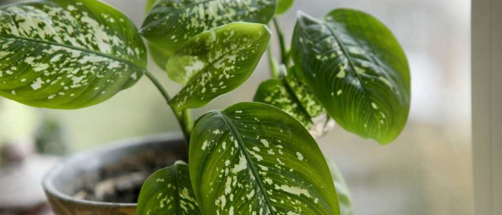 Qu&eacute; planta necesit&aacute;s para atraer nuevos proyectos, seg&uacute;n el Feng Shui