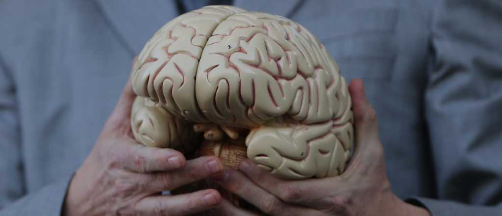 La corteza cerebral, el secreto detrás de la inteligencia humana