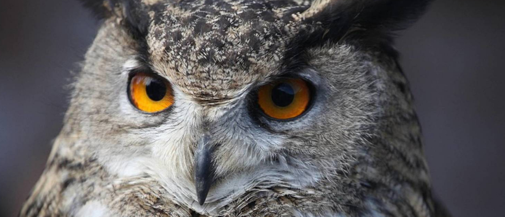 &iquest;Sos b&uacute;ho o alondra? Conoce tu reloj biol&oacute;gico para dormir