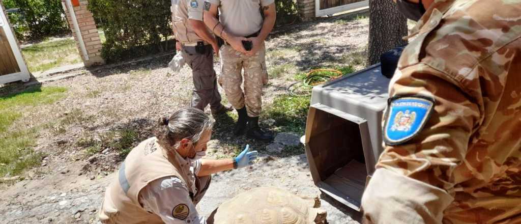 Nación y Provincia disputan el rescate de una tortuga gigante
