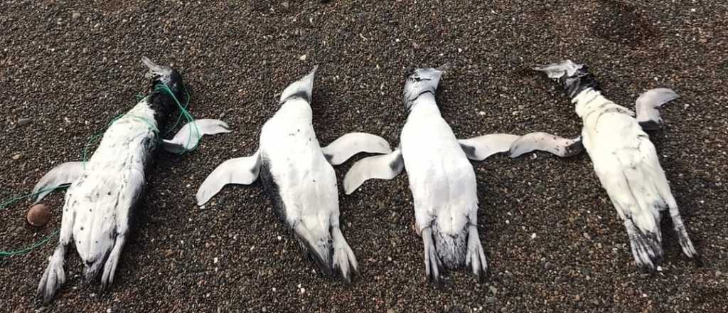 Fotos: encontraron muertos a 7 ping&uuml;inos con residuos pl&aacute;sticos en el cuello