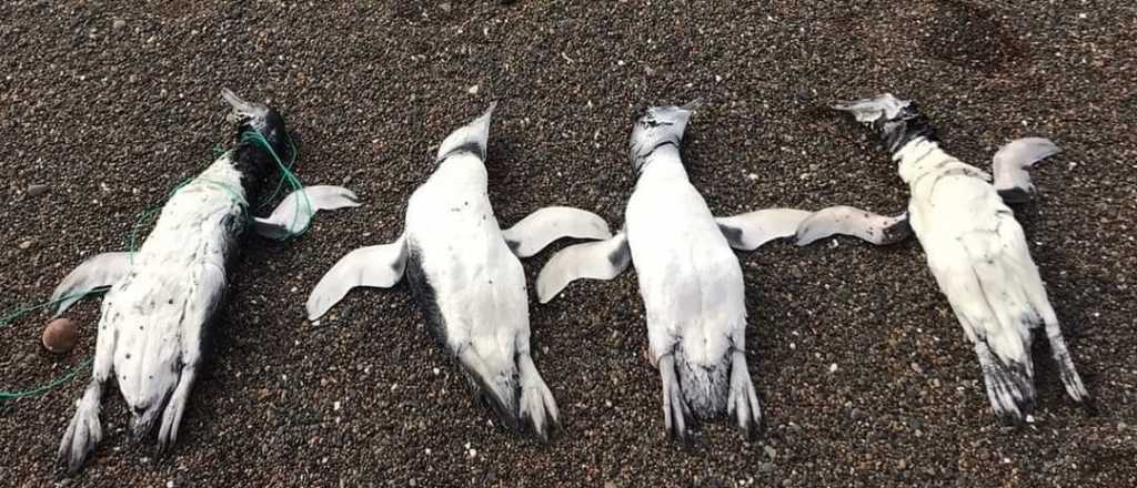 Fotos: encontraron muertos a 7 pingüinos con residuos plásticos en el cuello