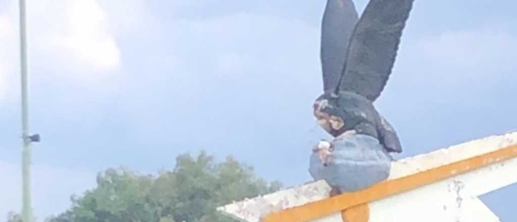 El c&oacute;ndor recupera la cabeza