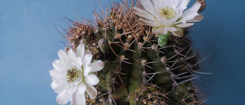 Cinco cactus de flores grandes y llamativas para tus ventanas