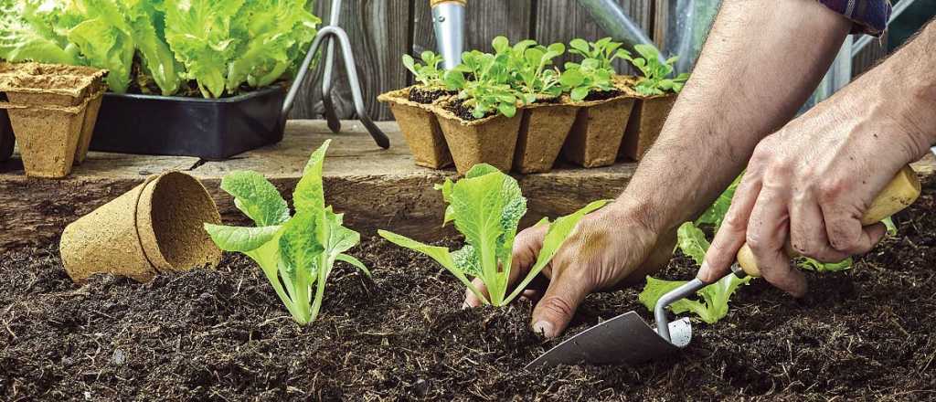 ¿Cómo hacer abono casero con lentejas para tus plantas?