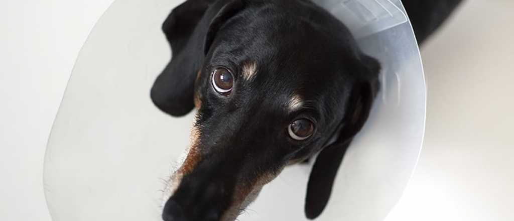 Guaymall&eacute;n: calendario de turnos para esterilizaci&oacute;n de mascotas