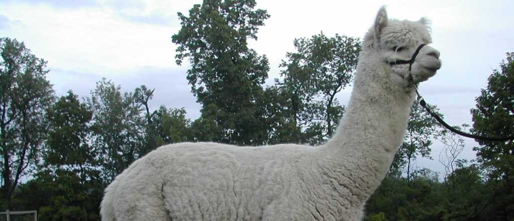Extra&ntilde;a moda en Jap&oacute;n: contratan alpacas para los casamientos