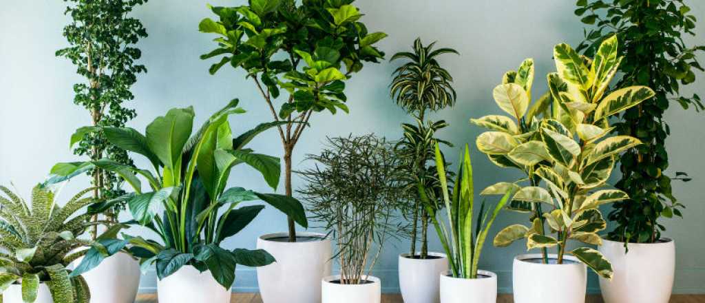 Las 5 mejores plantas de interior que resisten el invierno