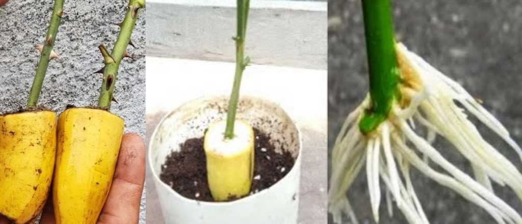 El truco para hacer que crezcan más rosas utilizando una banana
