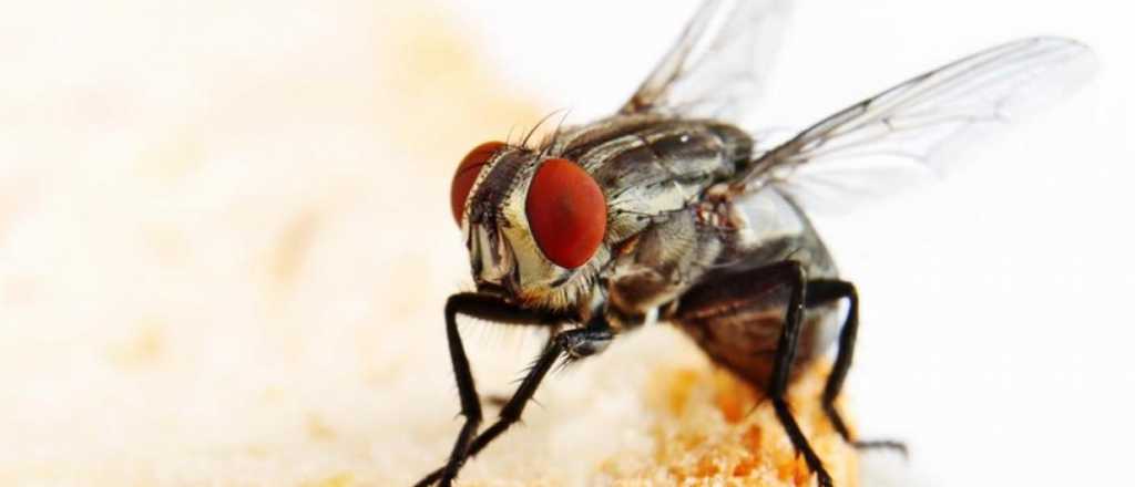 Eliminá para siempre las moscas de tu casa con estos 4 trucos 