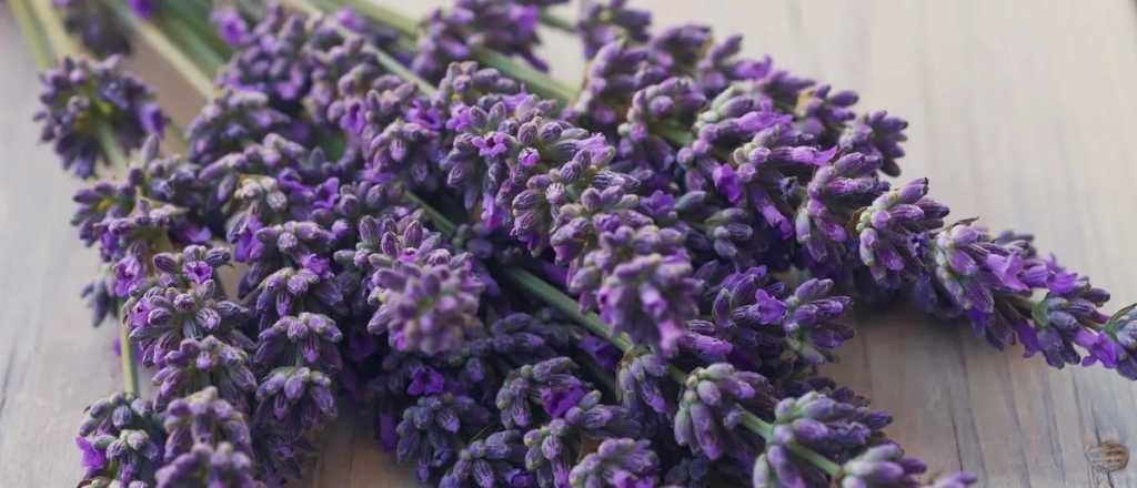 Cinco plantas que florecen todo el año
