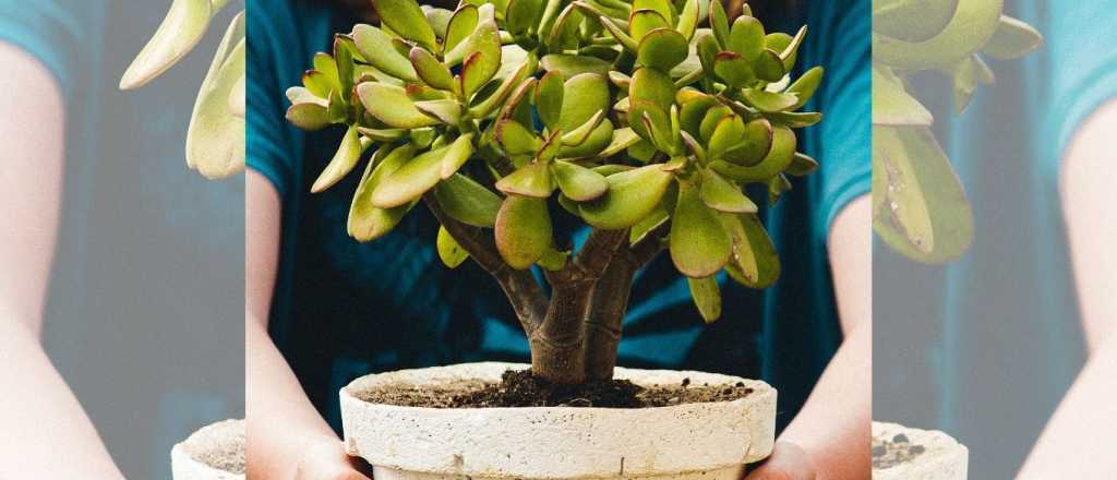 Estos son los &aacute;rboles frutales que podes cultivar en una maceta