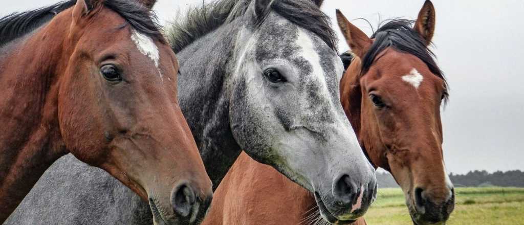 Test personalidad: eleg&iacute; un caballo y enterate si sos l&iacute;der por naturaleza
