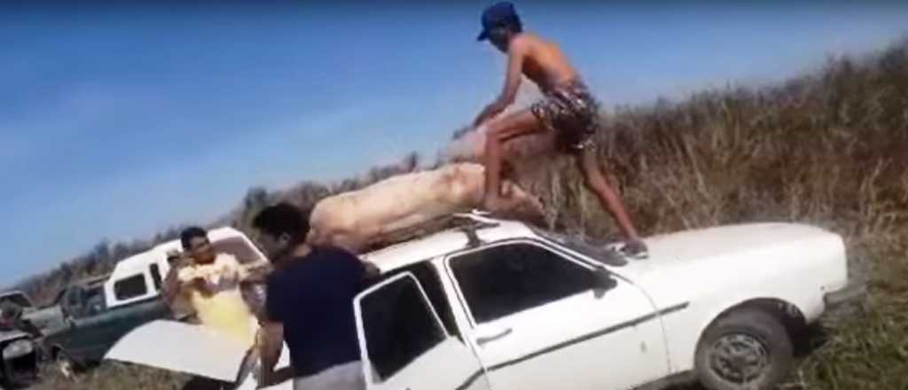Videos: volcó un camión con cerdos y los vecinos se los robaron 
