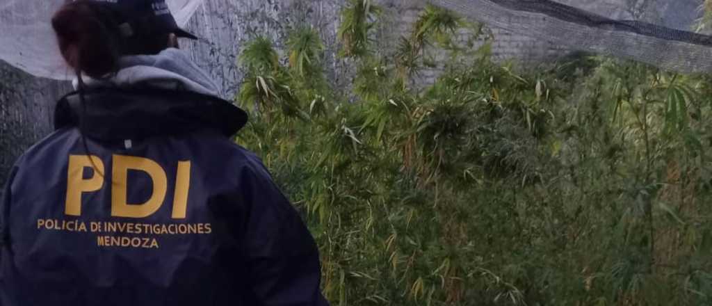 Palmira: la policía fue por una estafa y halló un vivero de marihuana
