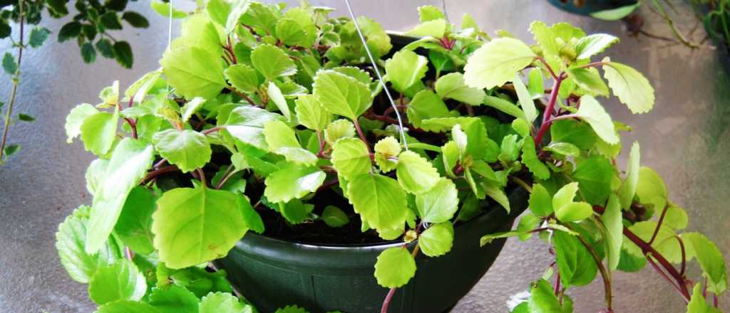 &iquest;D&oacute;nde debo colocar la planta de la moneda para atraer dinero?